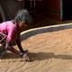 Bata Majhi of Dupi village, Odisha dries an indigenous millet variety harvested from her field for de-husking.